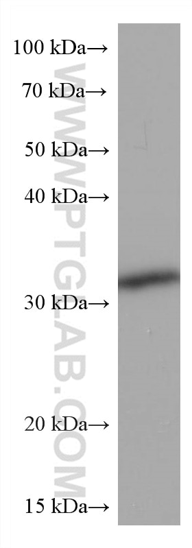 Western Blot (WB) analysis of pig liver tissue using RACK1; GNB2L1 Monoclonal antibody (66940-1-Ig)