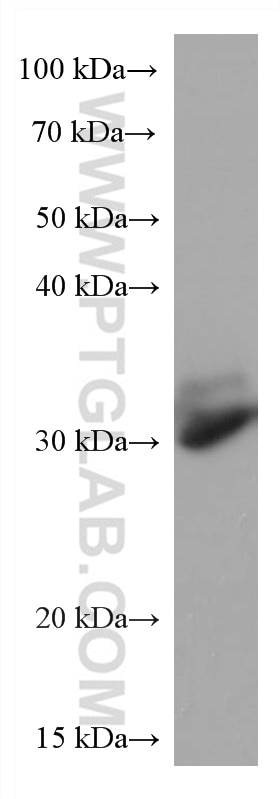 Western Blot (WB) analysis of NIH/3T3 cells using RACK1; GNB2L1 Monoclonal antibody (66940-1-Ig)