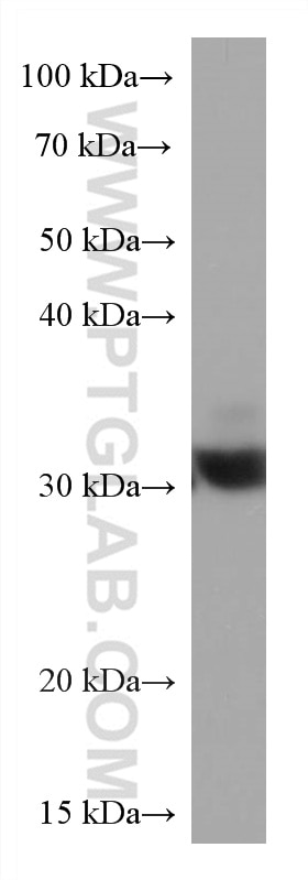 Western Blot (WB) analysis of HSC-T6 cells using RACK1; GNB2L1 Monoclonal antibody (66940-1-Ig)