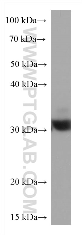 WB analysis of HSC-T6 using 66940-1-Ig