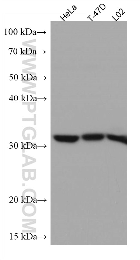 Western Blot (WB) analysis of various lysates using RACK1; GNB2L1 Monoclonal antibody (66940-1-Ig)