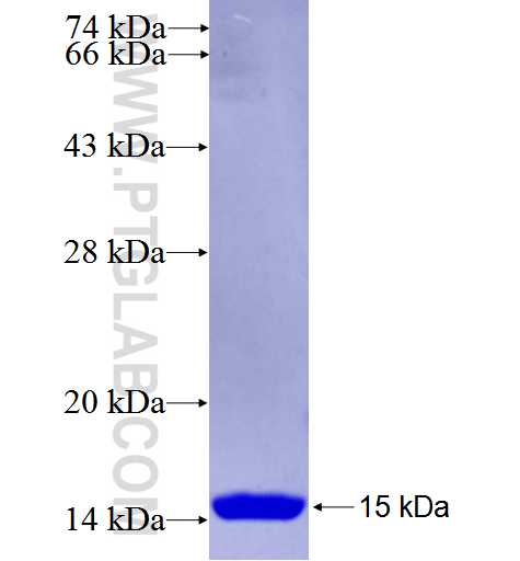 RACK1; GNB2L1 fusion protein Ag26708 SDS-PAGE