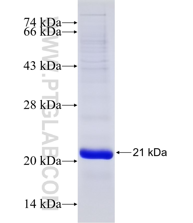 RACK1; GNB2L1 fusion protein Ag20352 SDS-PAGE