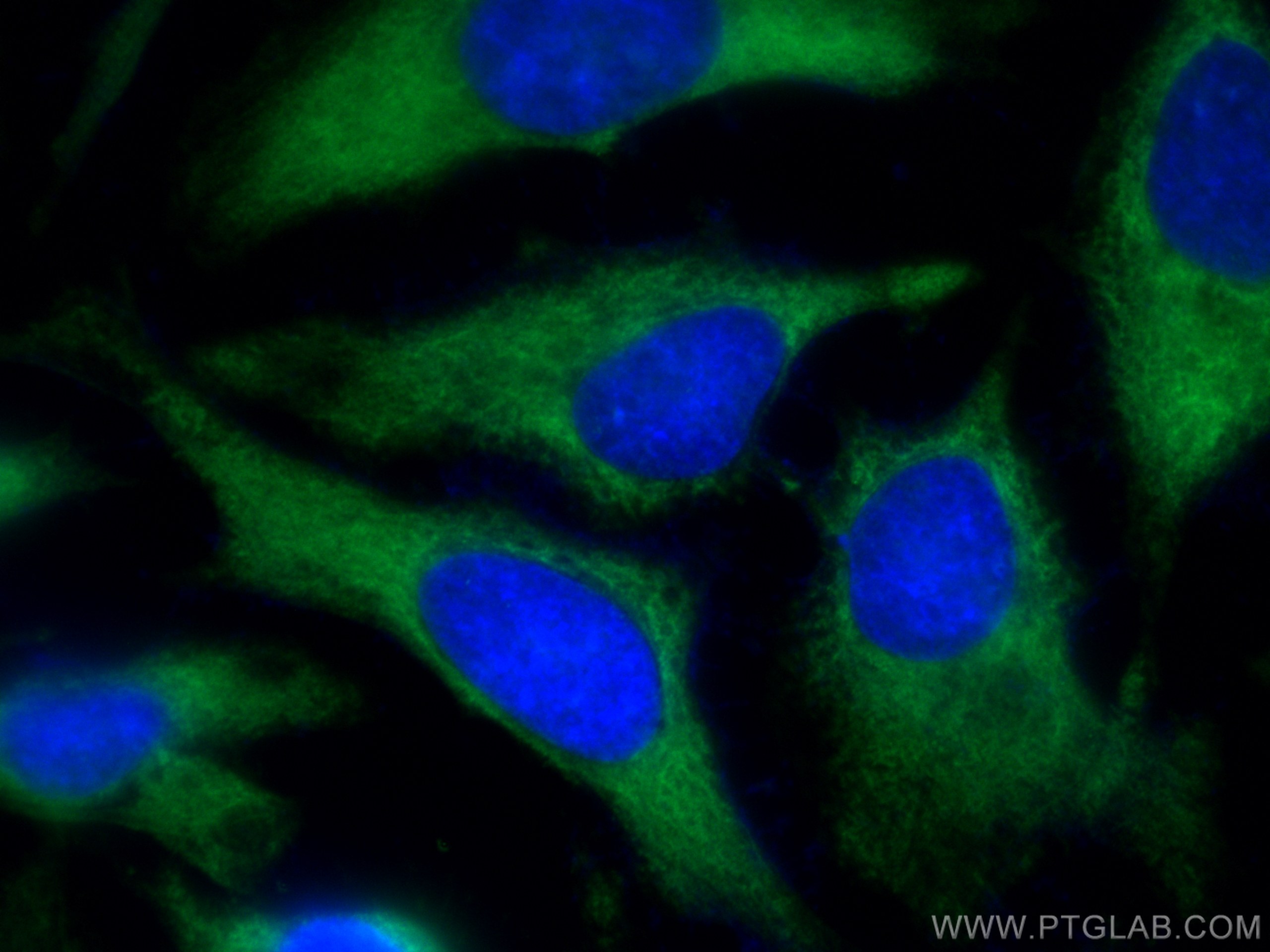 Immunofluorescence (IF) / fluorescent staining of HeLa cells using CoraLite® Plus 488-conjugated RACK1; GNB2L1 Monocl (CL488-66940)
