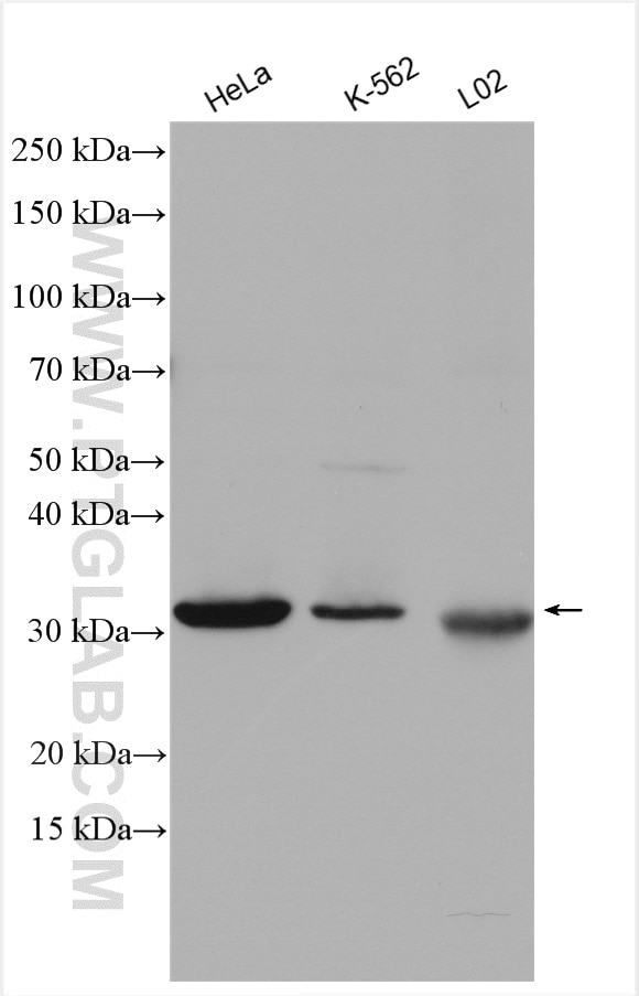 Western Blot (WB) analysis of various lysates using RAD1 Polyclonal antibody (11726-2-AP)