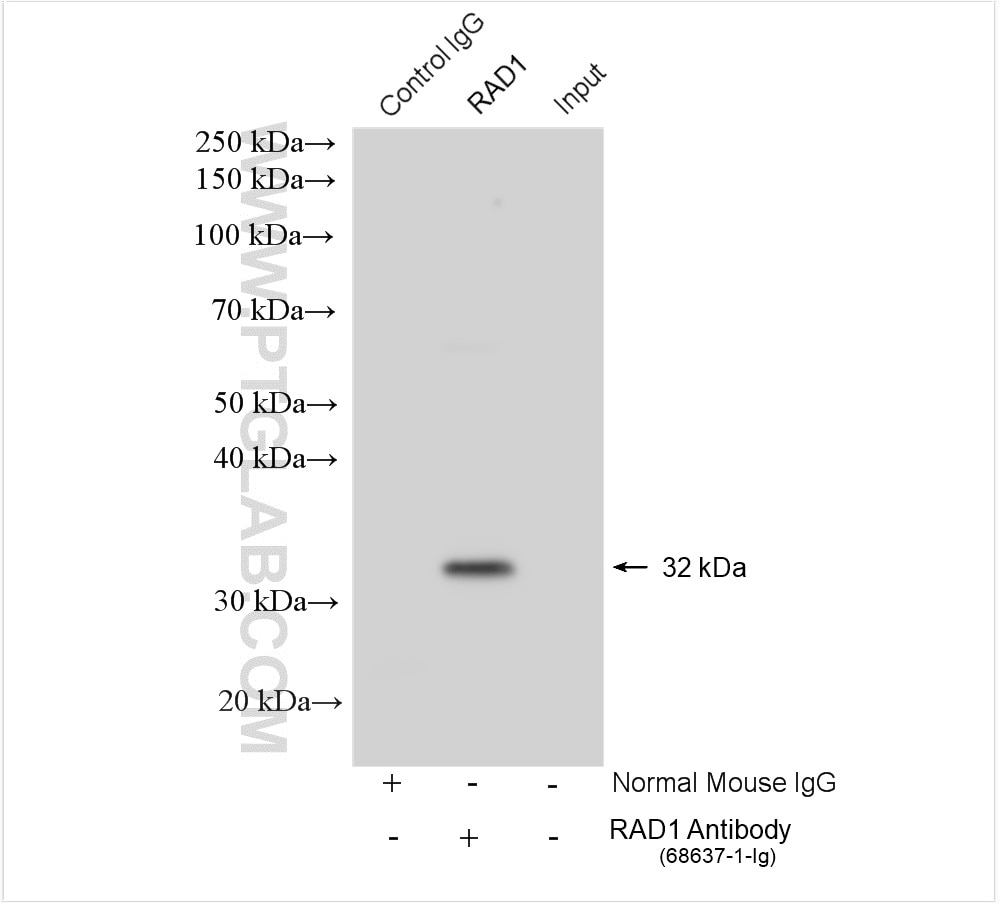 Immunoprecipitation (IP) experiment of HeLa cells using RAD1 Monoclonal antibody (68637-1-Ig)