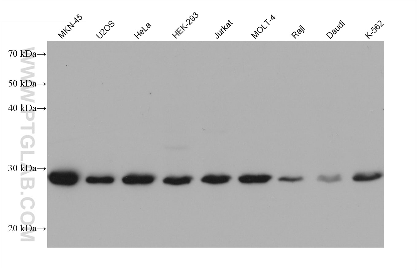 Western Blot (WB) analysis of various lysates using RAD1 Monoclonal antibody (68637-1-Ig)