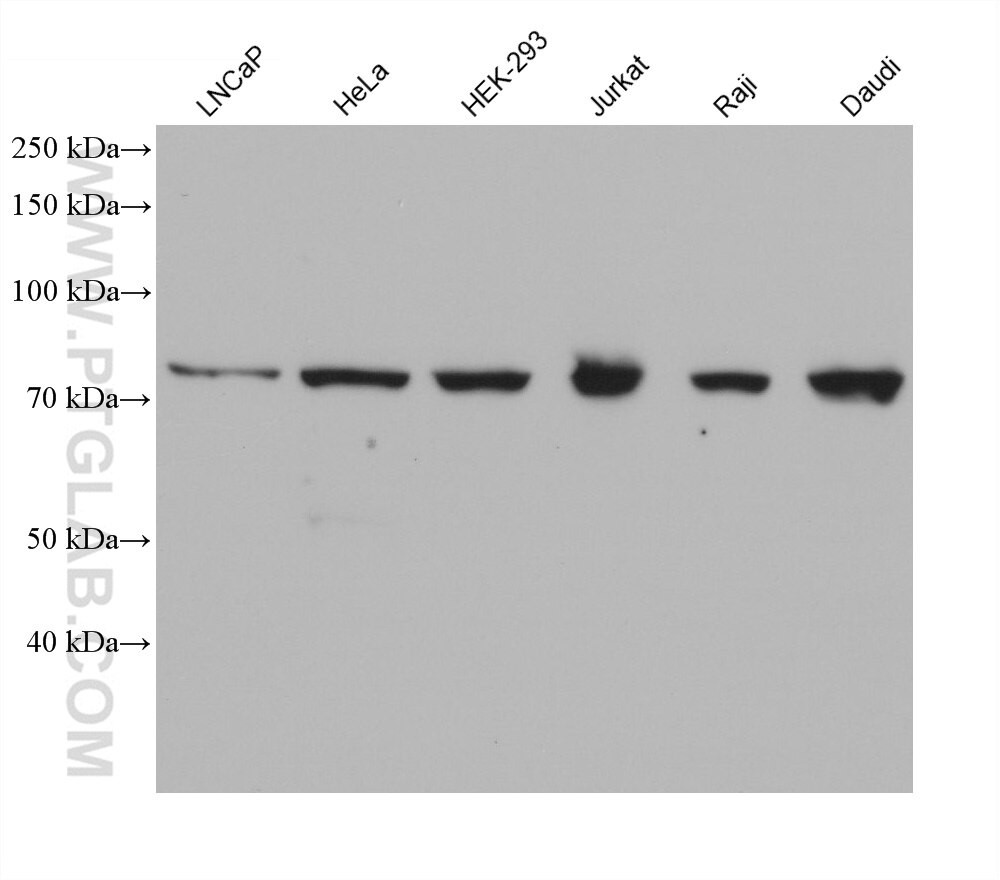 Western Blot (WB) analysis of various lysates using RAD17 Monoclonal antibody (68539-1-Ig)
