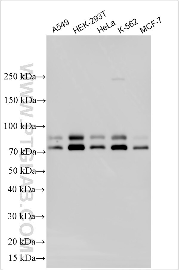 Western Blot (WB) analysis of various lysates using RAD18 Polyclonal antibody (18333-1-AP)