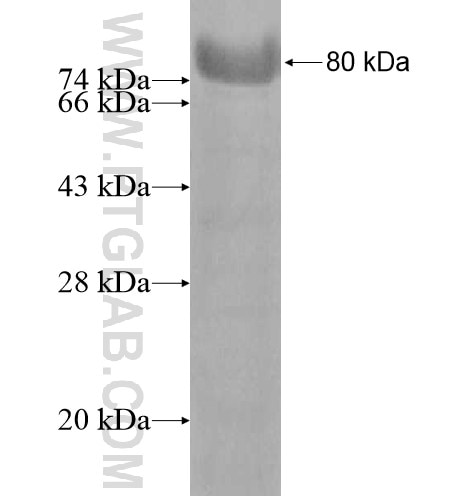RAD18 fusion protein Ag12944 SDS-PAGE