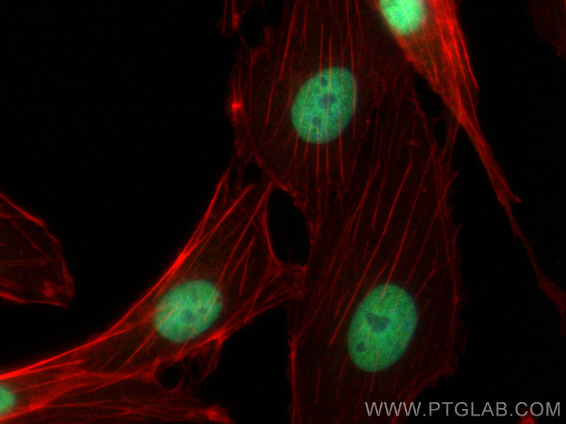 Immunofluorescence (IF) / fluorescent staining of MDCK cells using RAD21 Polyclonal antibody (27071-1-AP)