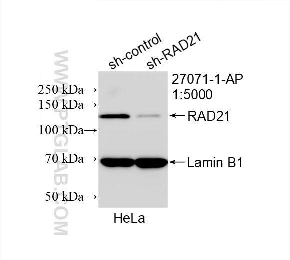 Western Blot (WB) analysis of HeLa cells using RAD21 Polyclonal antibody (27071-1-AP)