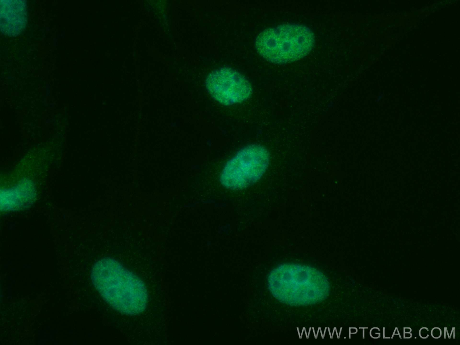 Immunofluorescence (IF) / fluorescent staining of MDCK cells using CoraLite® Plus 488-conjugated RAD21 Polyclonal ant (CL488-27071)