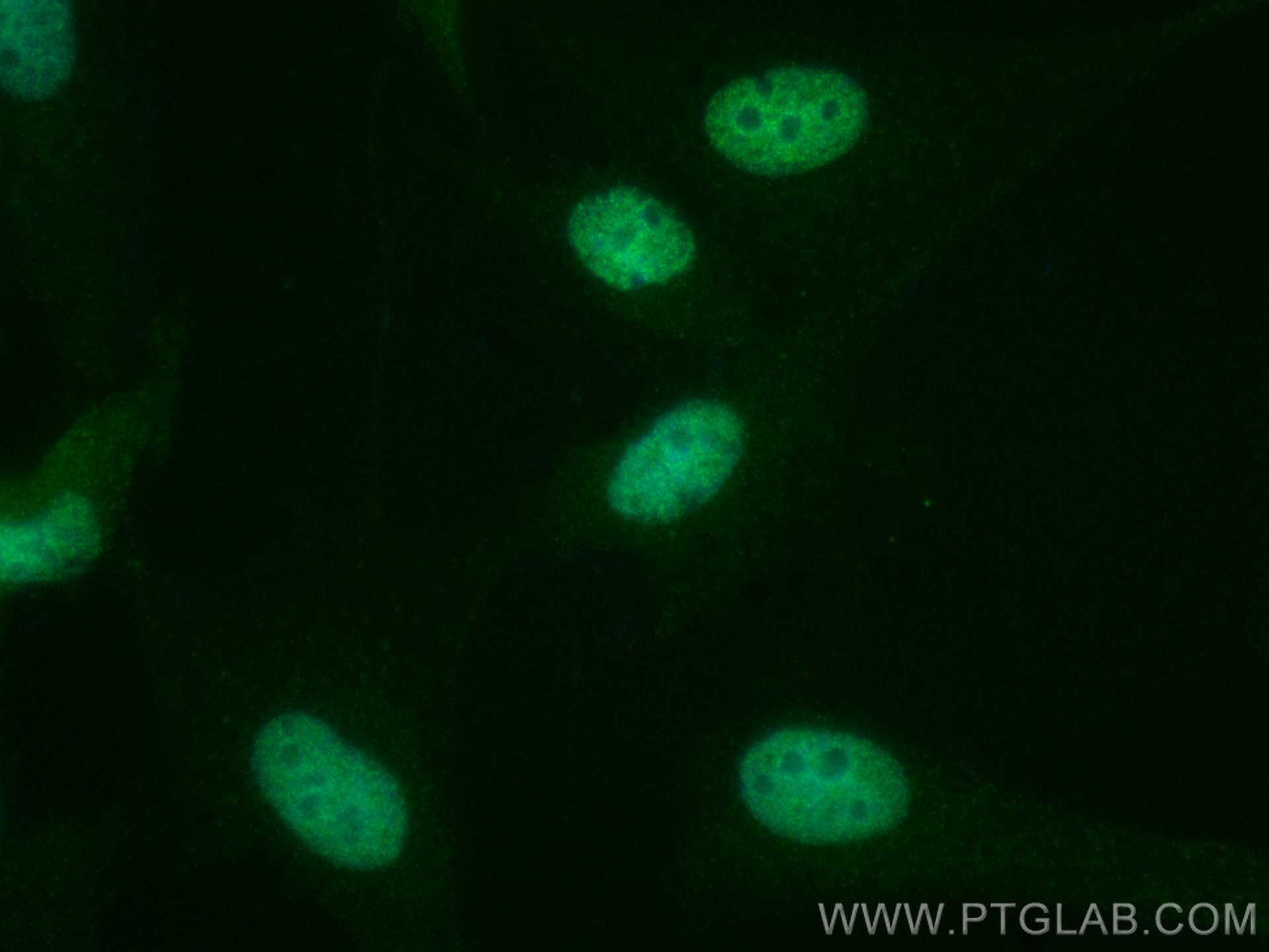 IF Staining of MDCK using CL488-27071