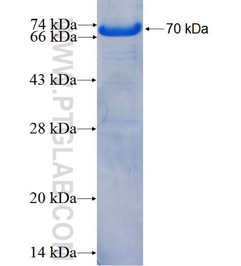 RAD21 fusion protein Ag25481 SDS-PAGE