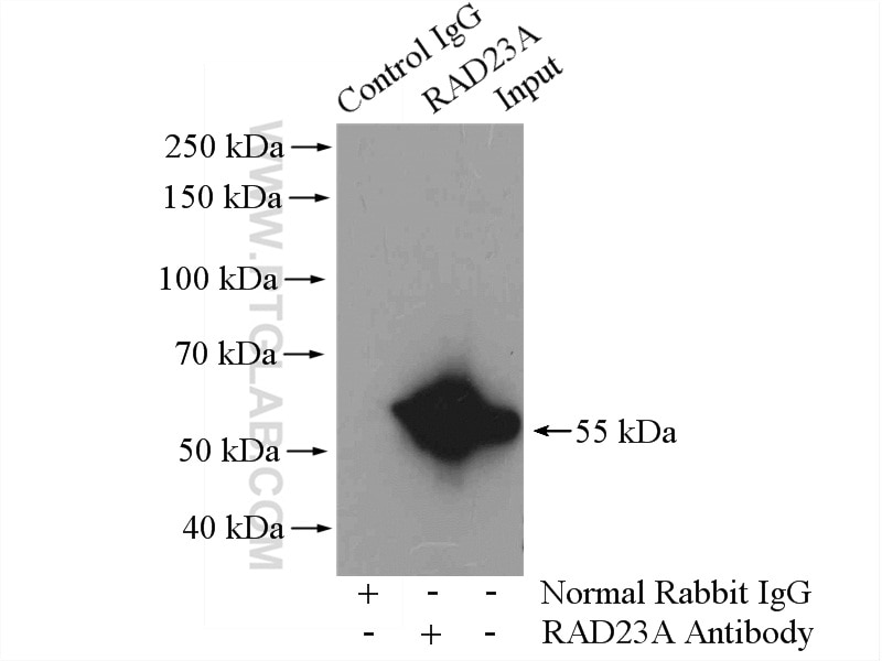Immunoprecipitation (IP) experiment of Jurkat cells using RAD23A Polyclonal antibody (51033-1-AP)
