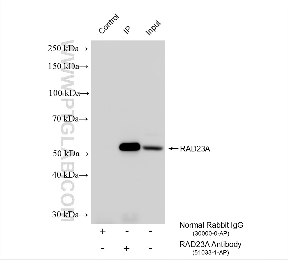 Immunoprecipitation (IP) experiment of HeLa cells using RAD23A Polyclonal antibody (51033-1-AP)