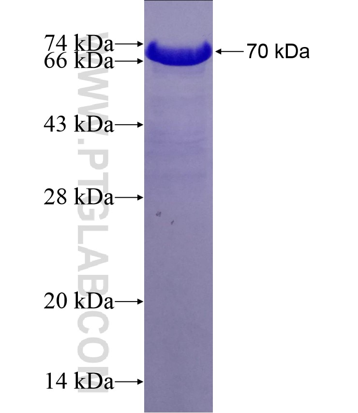 RAD23A fusion protein Ag0716 SDS-PAGE