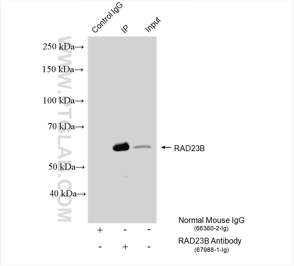 Immunoprecipitation (IP) experiment of mouse testis tissue using RAD23B Monoclonal antibody (67988-1-Ig)