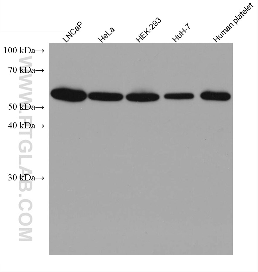 Western Blot (WB) analysis of various lysates using RAD23B Monoclonal antibody (67988-1-Ig)