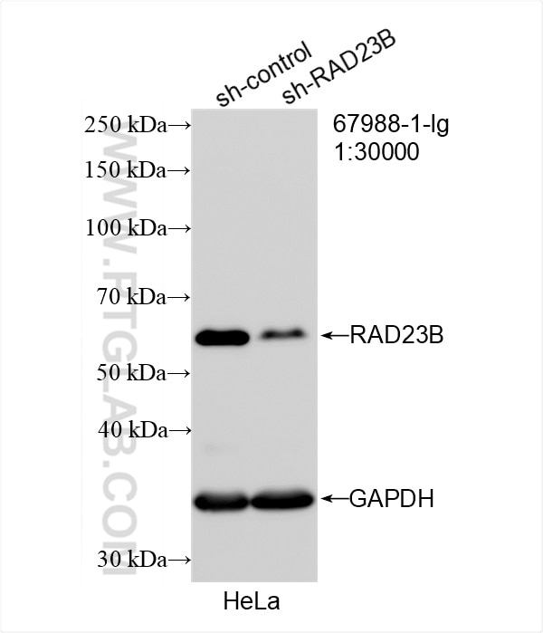 Western Blot (WB) analysis of HeLa cells using RAD23B Monoclonal antibody (67988-1-Ig)