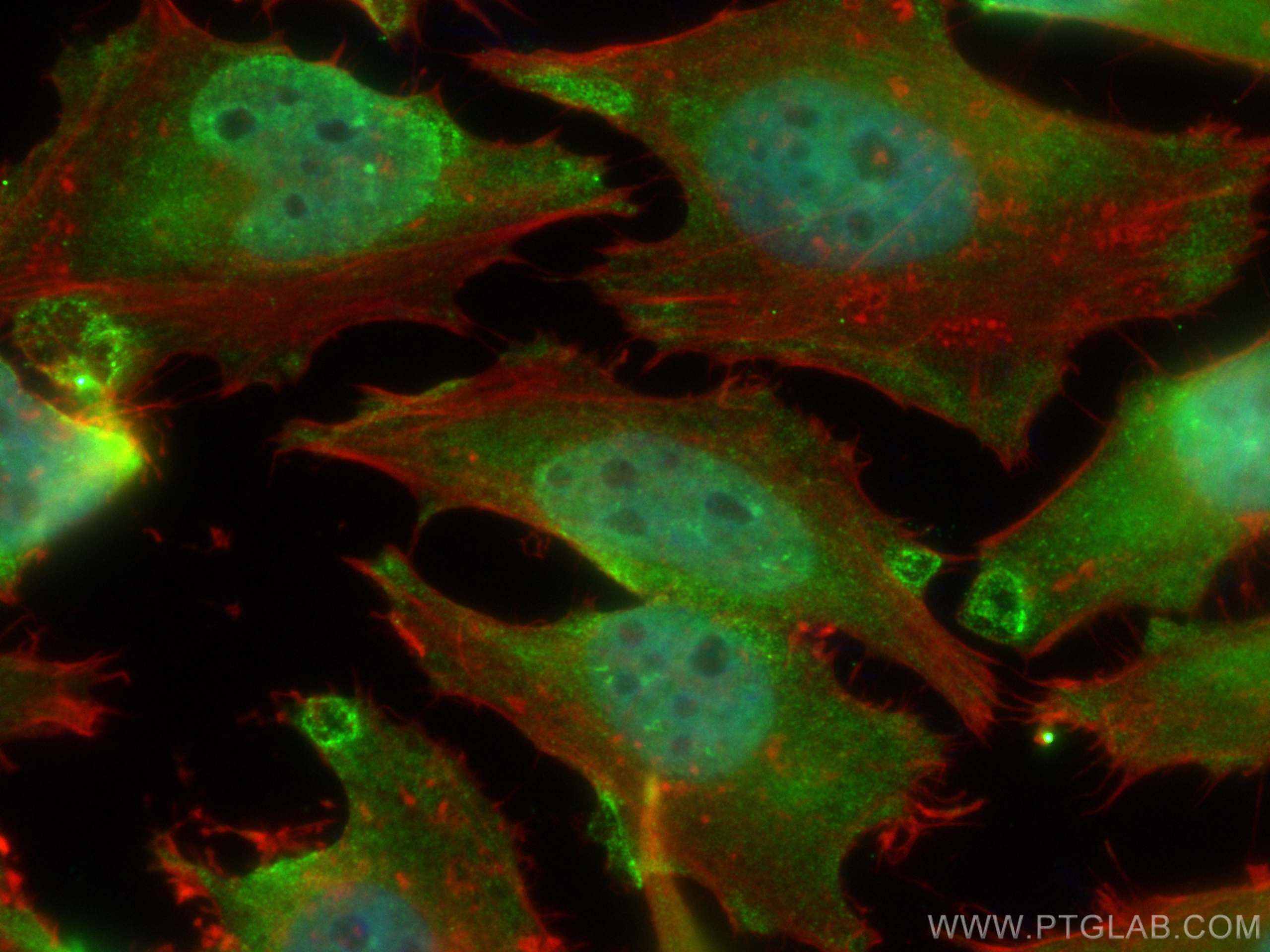 Immunofluorescence (IF) / fluorescent staining of HeLa cells using CoraLite® Plus 488-conjugated RAD23B Monoclonal an (CL488-67988)