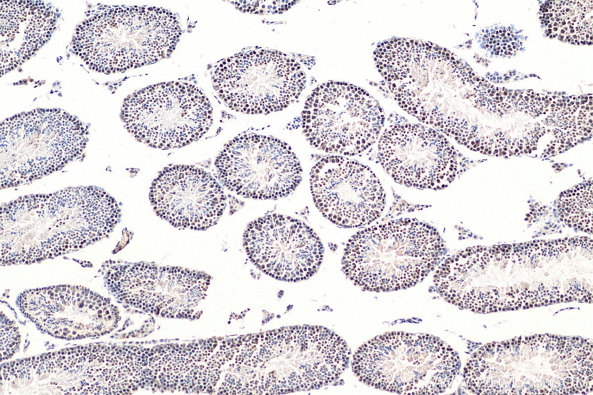 IHC staining of mouse testis using 29390-1-AP