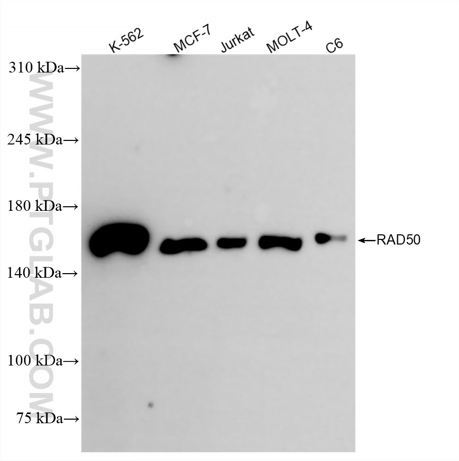 Western Blot (WB) analysis of various lysates using RAD50 Recombinant antibody (84969-4-RR)