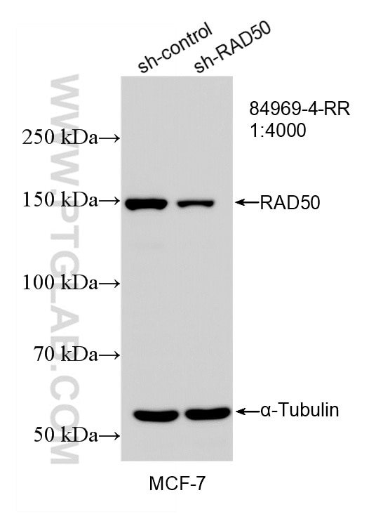 Western Blot (WB) analysis of MCF-7 cells using RAD50 Recombinant monoclonal antibody (84969-4-RR)
