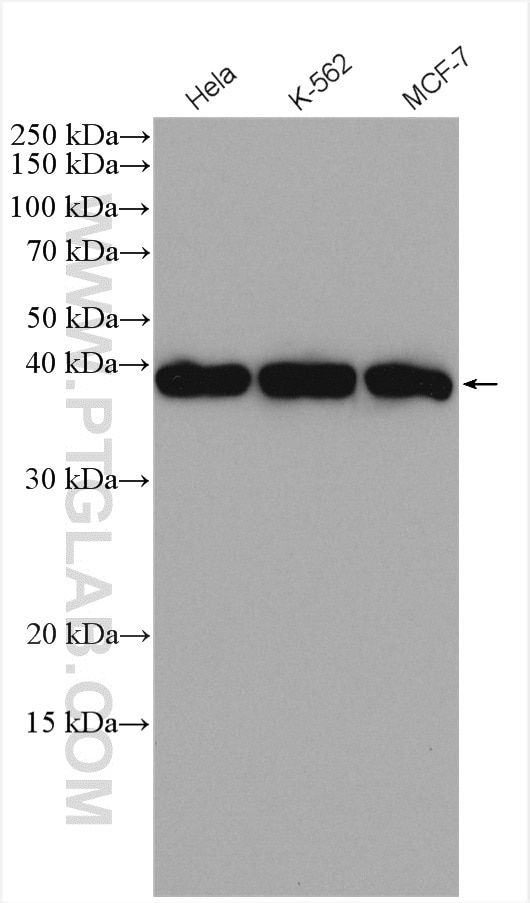 Western Blot (WB) analysis of various lysates using RAD51 Polyclonal antibody (14961-1-AP)