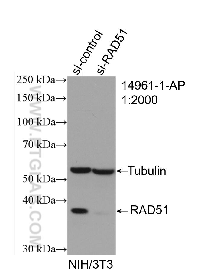 Western Blot (WB) analysis of NIH/3T3 cells using RAD51 Polyclonal antibody (14961-1-AP)