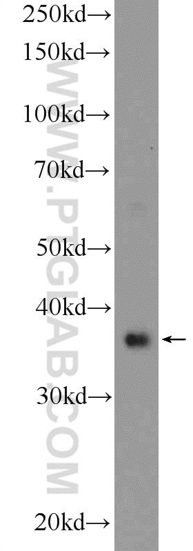 Western Blot (WB) analysis of mouse testis tissue using RAD51 Polyclonal antibody (14961-1-AP)