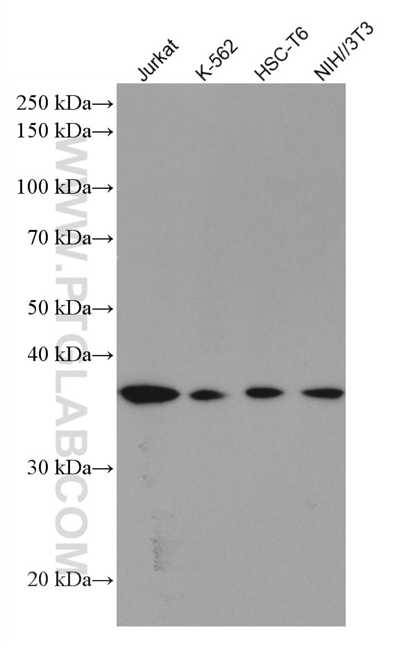 Western Blot (WB) analysis of various lysates using RAD51 Monoclonal antibody (67024-1-Ig)