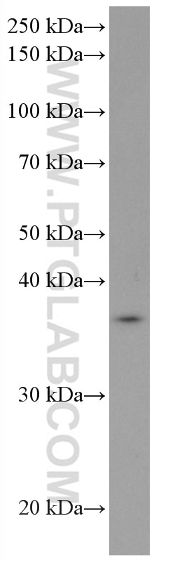 Western Blot (WB) analysis of 4T1 cells using RAD51 Monoclonal antibody (67024-1-Ig)