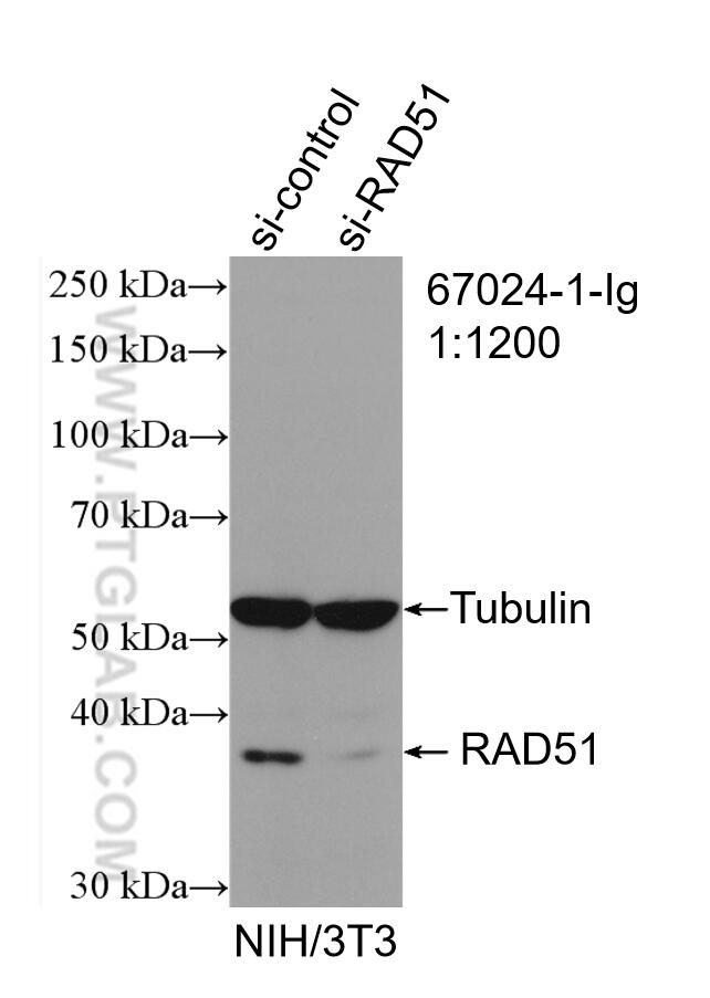 Western Blot (WB) analysis of NIH/3T3 cells using RAD51 Monoclonal antibody (67024-1-Ig)