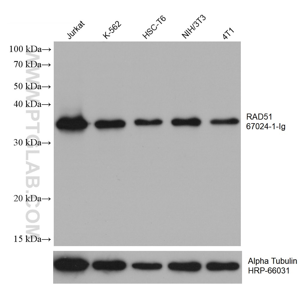 Western Blot (WB) analysis of various lysates using RAD51 Monoclonal antibody (67024-1-Ig)