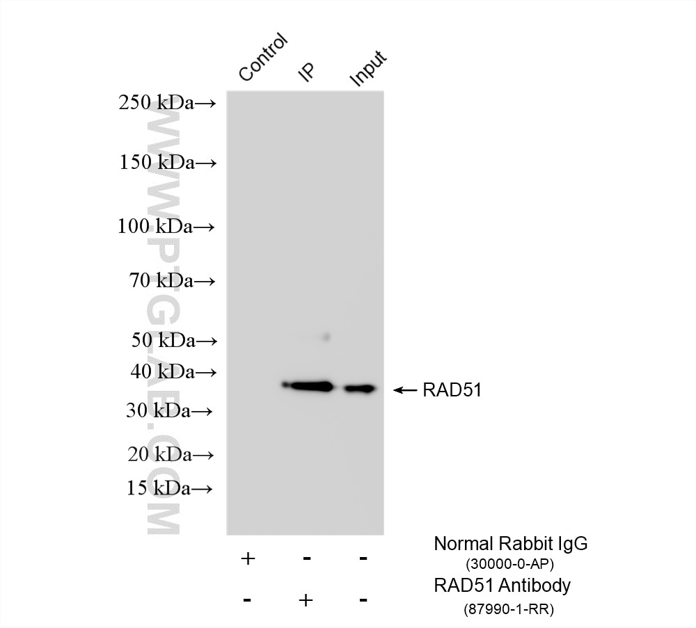 Immunoprecipitation (IP) experiment of HeLa cells using RAD51 Recombinant monoclonal antibody (87990-1-RR)