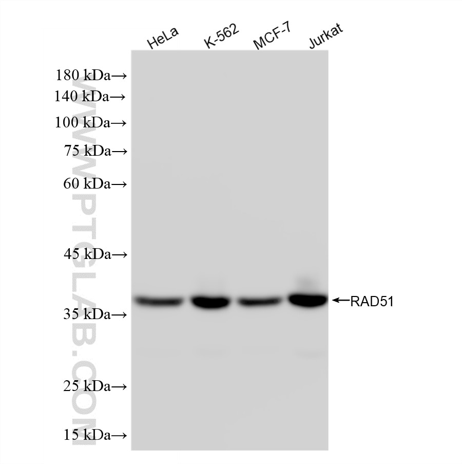 Western Blot (WB) analysis of various lysates using RAD51 Recombinant monoclonal antibody (87990-1-RR)