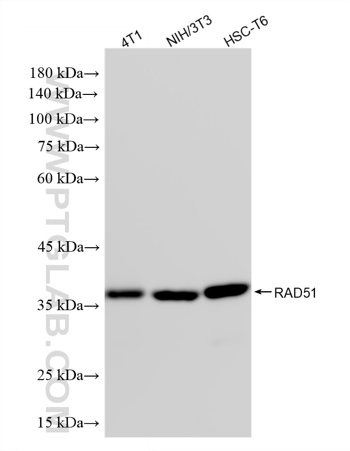 Western Blot (WB) analysis of various lysates using RAD51 Recombinant monoclonal antibody (87990-1-RR)