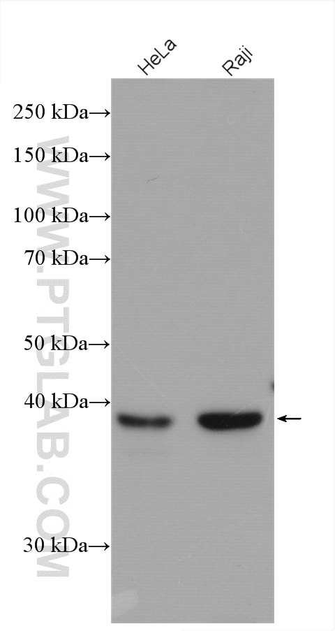 Western Blot (WB) analysis of various lysates using RAD51AP1 Polyclonal antibody (11255-1-AP)