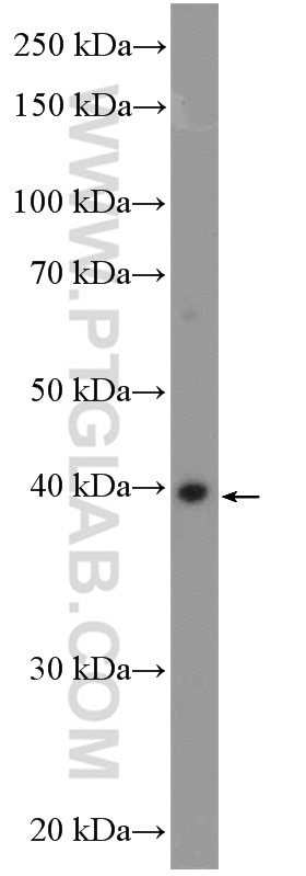 Western Blot (WB) analysis of mouse liver tissue using RAD51AP1 Polyclonal antibody (11255-1-AP)