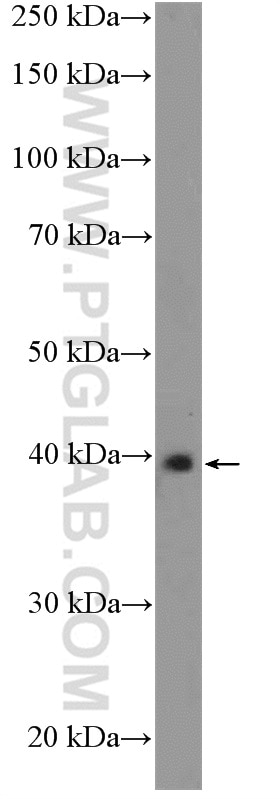 Western Blot (WB) analysis of rat liver tissue using RAD51AP1 Polyclonal antibody (11255-1-AP)
