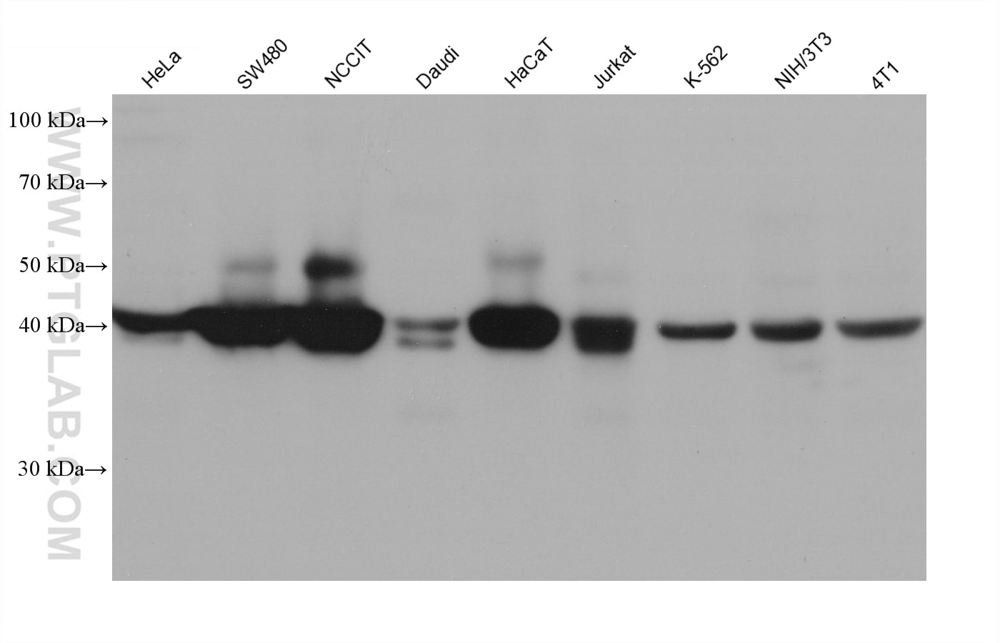 Western Blot (WB) analysis of various lysates using RAD51AP1 Monoclonal antibody (68560-1-Ig)