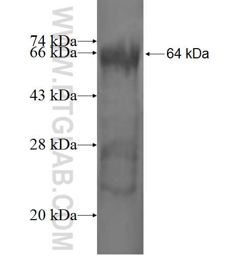 RAD51AP1 fusion protein Ag1781 SDS-PAGE