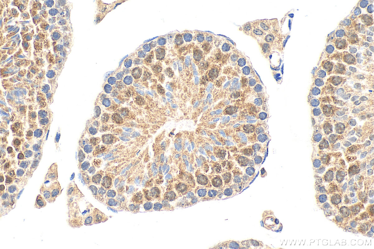 Immunohistochemistry (IHC) staining of mouse testis tissue using RAD51C Polyclonal antibody (31678-1-AP)