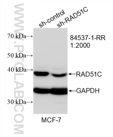 Western Blot (WB) analysis of MCF-7 cells using RAD51C Recombinant antibody (84537-1-RR)