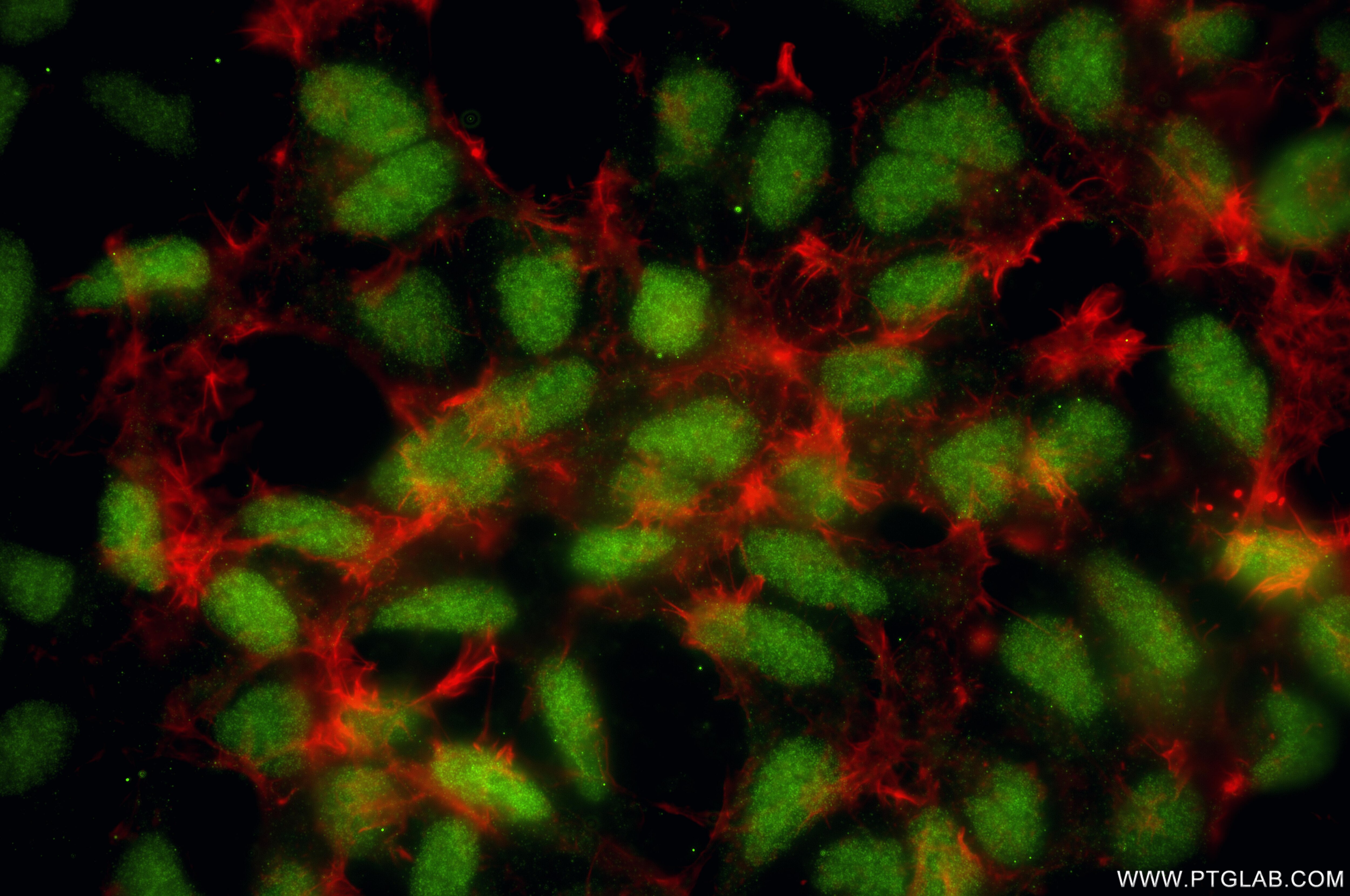Immunofluorescence (IF) / fluorescent staining of HEK-293T cells using RAD51C Recombinant monoclonal antibody (84537-5-RR)