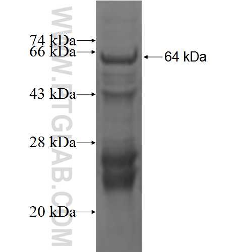 RAD51L1 fusion protein Ag3884 SDS-PAGE