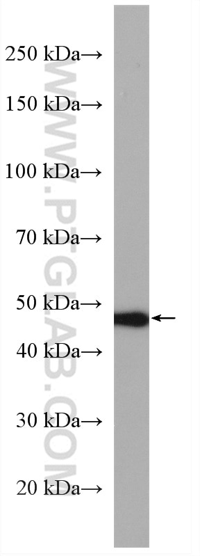 Western Blot (WB) analysis of HEK-293 cells using RAD52 Polyclonal antibody (28045-1-AP)