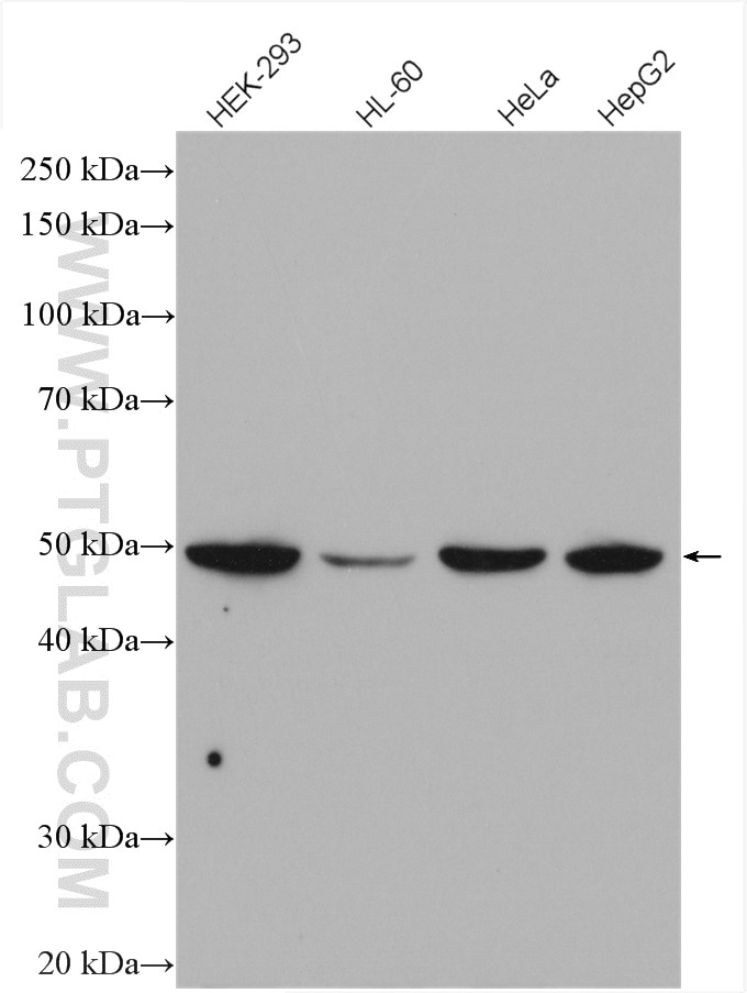 Western Blot (WB) analysis of various lysates using RAD52 Polyclonal antibody (28045-1-AP)
